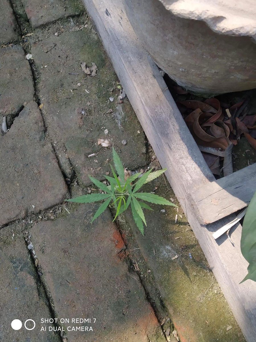 cannabishub's tweet photo. Power of nature 💪

#maryjane #indica #sativa #weed #mmj https://t.co/Myw88tnjHQ