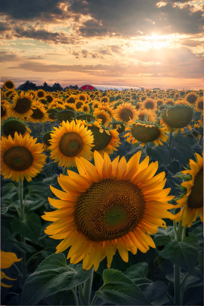 Peter_in_to's tweet photo. GM!
Keep spreading positivity wherever you go 🌻🌻🌻 https://t.co/OXHmIItRLg