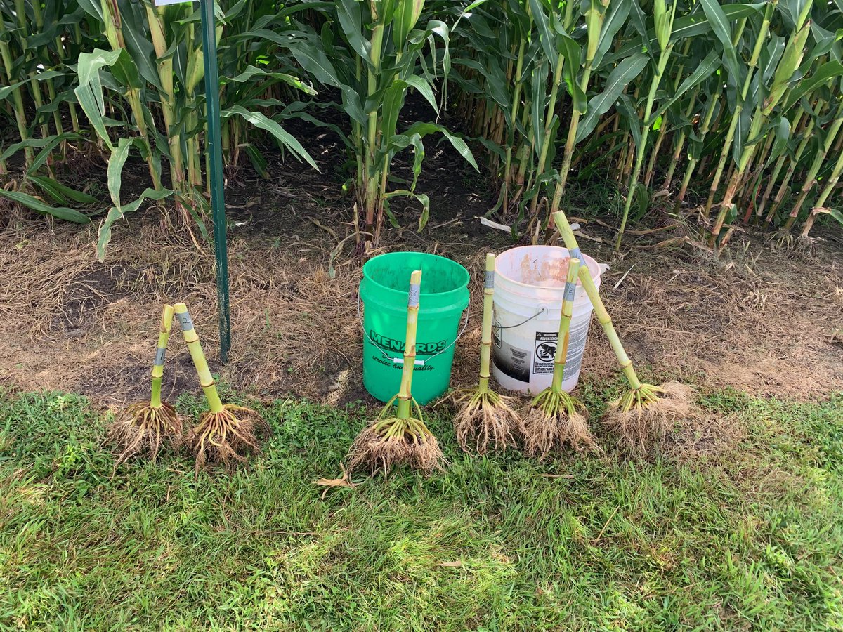 susieheavner's tweet photo. Great grower meeting yesterday with @GoldStarFS1! Discussed #SystemSupported brands like @InVISION_HiSOY and @NKSeeds, as well as how to minimize corn root worm pressure. #NKWay https://t.co/suTcifng0i