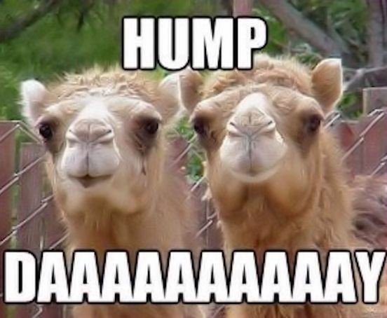 bridgetNsusie's tweet photo. We can do this people... only two more days until Friday...
Share your favorite Wednesday memes with us!
@ZoeyCatBell
#KindnessStartsWithASmile #TheBridgetLisaNSusieShow #TBLASS https://t.co/lsQaZw7Ek7