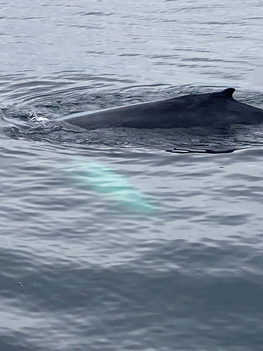 framefinance's tweet photo. Whale watching was amazing in Boston! #whalewatching #Boston #FamilyFirst https://t.co/3bsvwfquoN