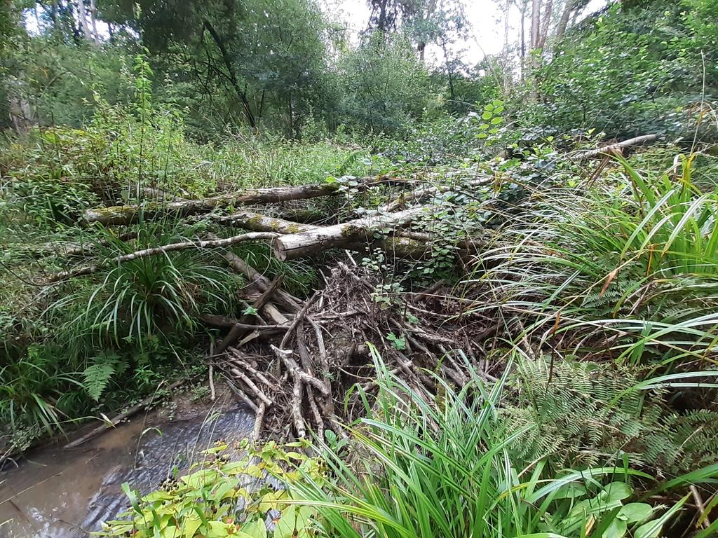 Wilder_Ouse's tweet photo. Great morning spent with landowner looking at the #leakydams he created following advice and assistance from the project. Some really natural looking log jams that are collecting debris and #slowingtheflow #nfm https://t.co/GaDYyZg5u4