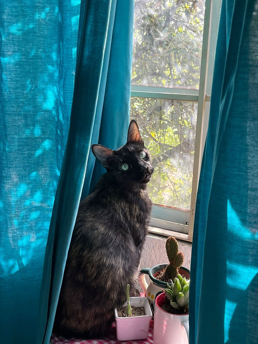 Chicos! Pintilla no ha regresado a casa. Ayúdenme a darle RT
Gatita pelaje tipo Tortoiseshell. Tiene una patita pinta blanca. 
Se perdio en san nicolas. La zona de Av. Jorge Treviño y Calle La Gloria.

¡Necesita medicamento!

Porfavor estamos tratando de encontrarla.