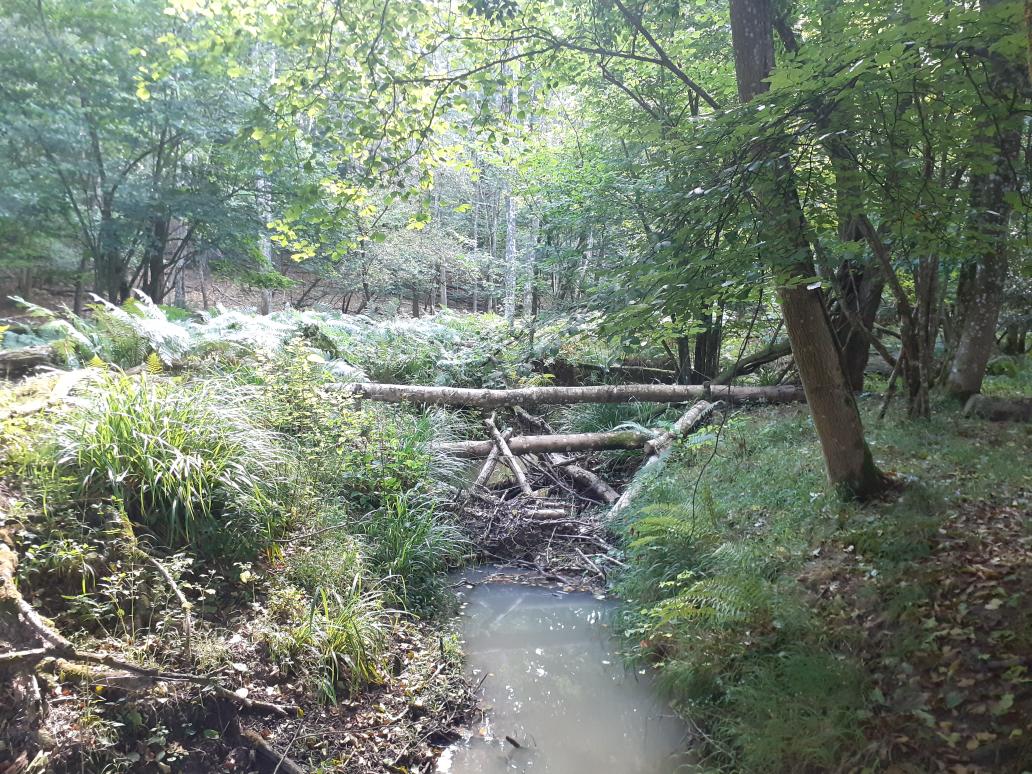 Wilder_Ouse's tweet photo. Great morning spent with landowner looking at the #leakydams he created following advice and assistance from the project. Some really natural looking log jams that are collecting debris and #slowingtheflow #nfm https://t.co/GaDYyZg5u4