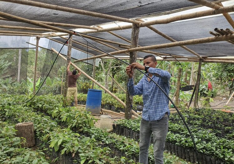 Alex_Padilla85's tweet photo. Técnicos del MAG SD, realizan implementación de sistema de riego por micro aspersión en vivero de cacao y café, beneficiado por el proyecto MOCCA, en el recinto La Flecha de la Parroquia San Jacinto del Búa.
#JuntosLoLogramos https://t.co/XOnnqasOf2
