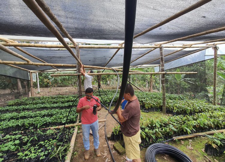 Alex_Padilla85's tweet photo. Técnicos del MAG SD, realizan implementación de sistema de riego por micro aspersión en vivero de cacao y café, beneficiado por el proyecto MOCCA, en el recinto La Flecha de la Parroquia San Jacinto del Búa.
#JuntosLoLogramos https://t.co/XOnnqasOf2