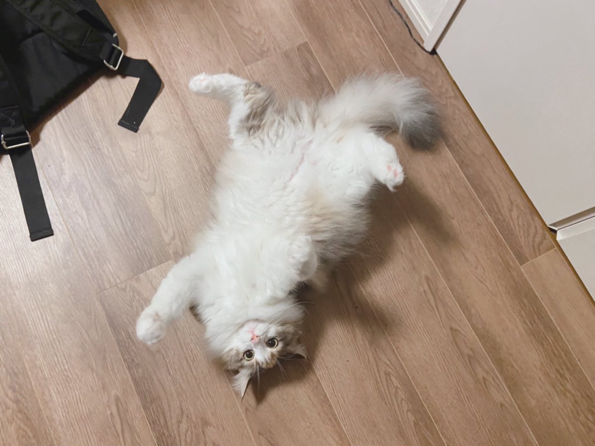 hotatechi's tweet photo. 猫ってなんでこんなおもしろ可愛いんだ…… https://t.co/jcAZhEPup4