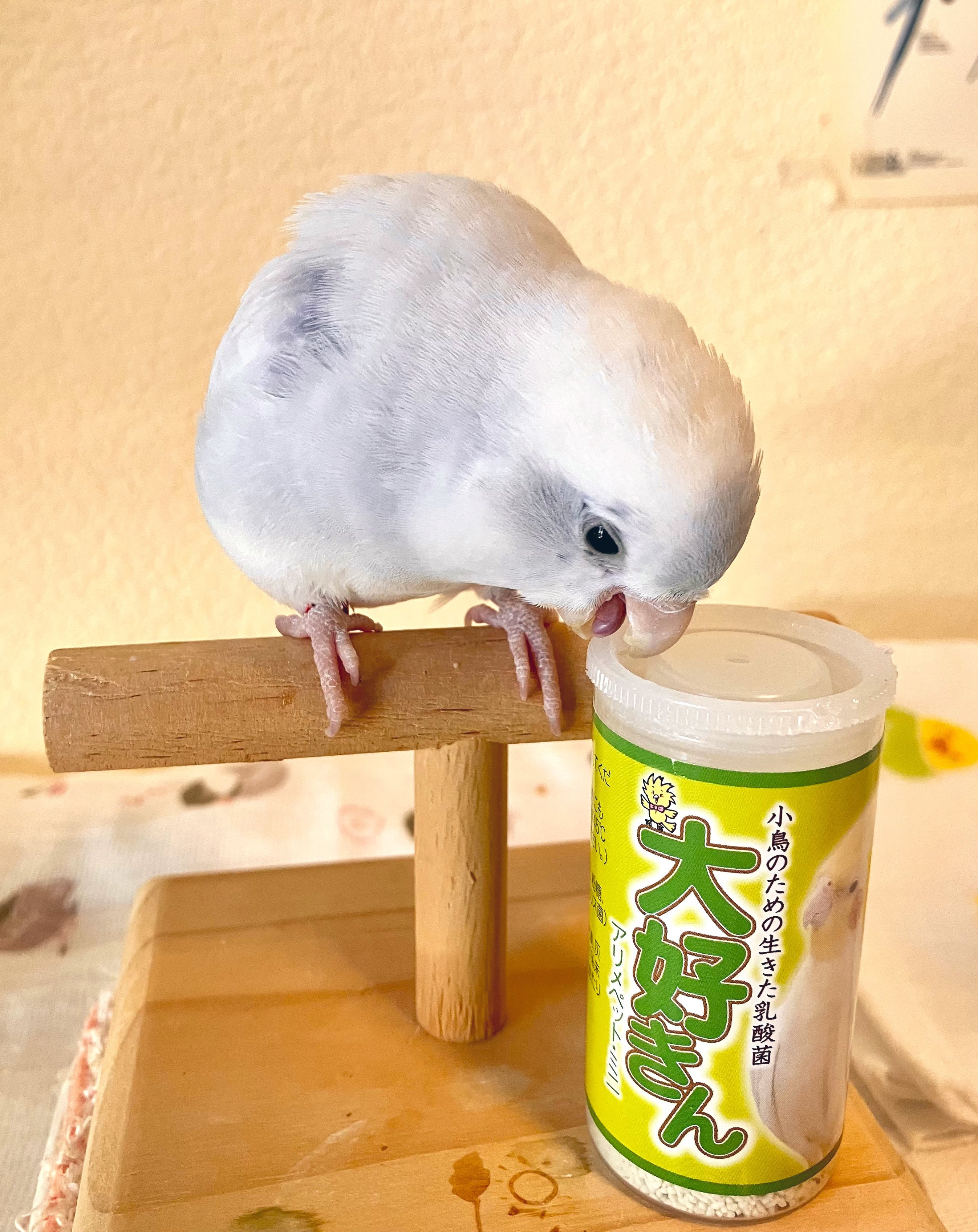 Tantan Tantan0304 Twitter