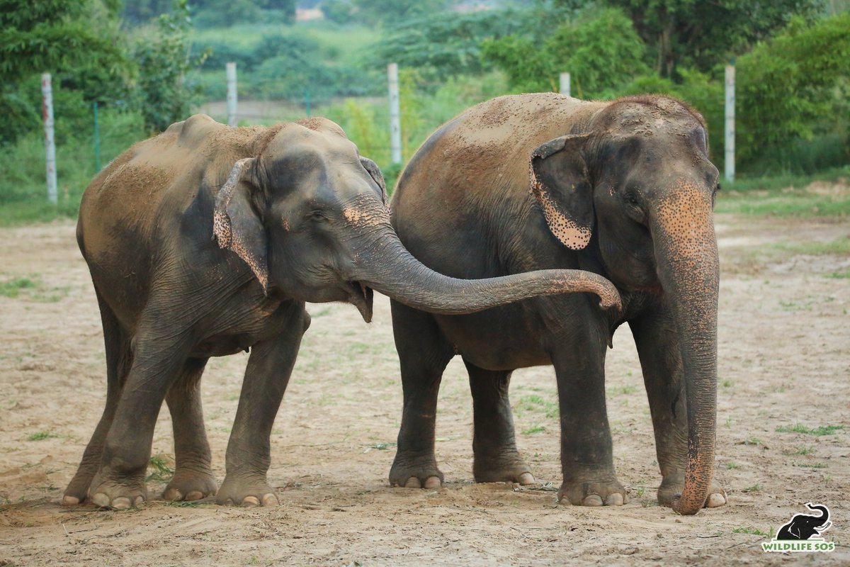 WildlifeSOS's tweet image. Recently, Holly began exhibiting a few symptoms of colic, which prompted the #veterinary team to conduct check-ups and provide her with #medication. She is being closely monitored by the veterinary team who are helping her to the best of their abilities.