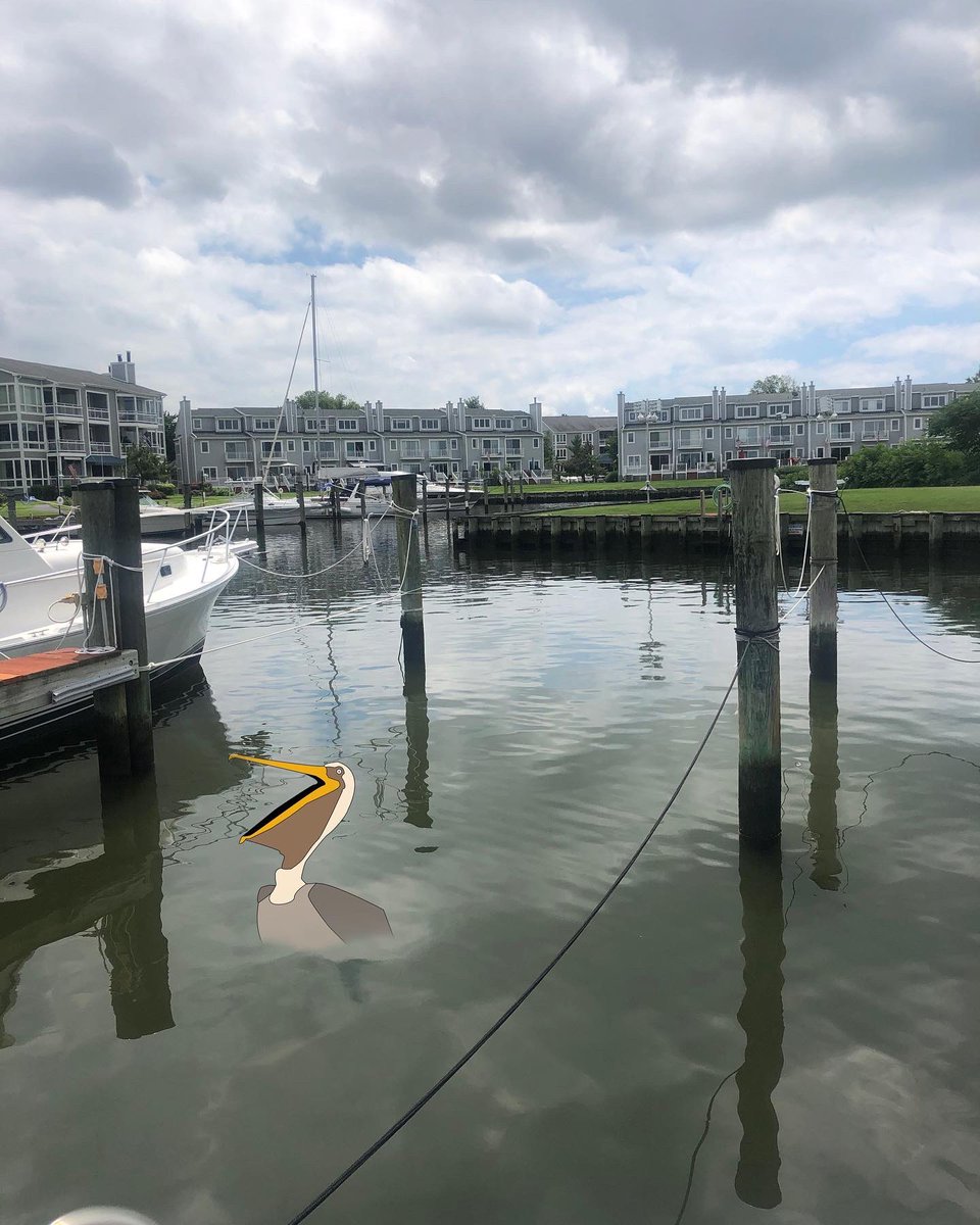 PelicanMgt's tweet photo. Check out these photos I took when I flew down to Oyster Cove a few week’s ago. #boats #boatsboatsboats #marina #chesapeakebay #community #communitymanager #communitymanagement #propertymanagement #marylandeasternshore https://t.co/sCjlsuNmpE