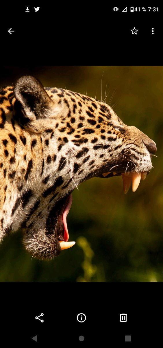 Jaguar yawn.
#NFTs #nft #nftcollectors #jaguar #wildlife #NFTProject #nftphotography