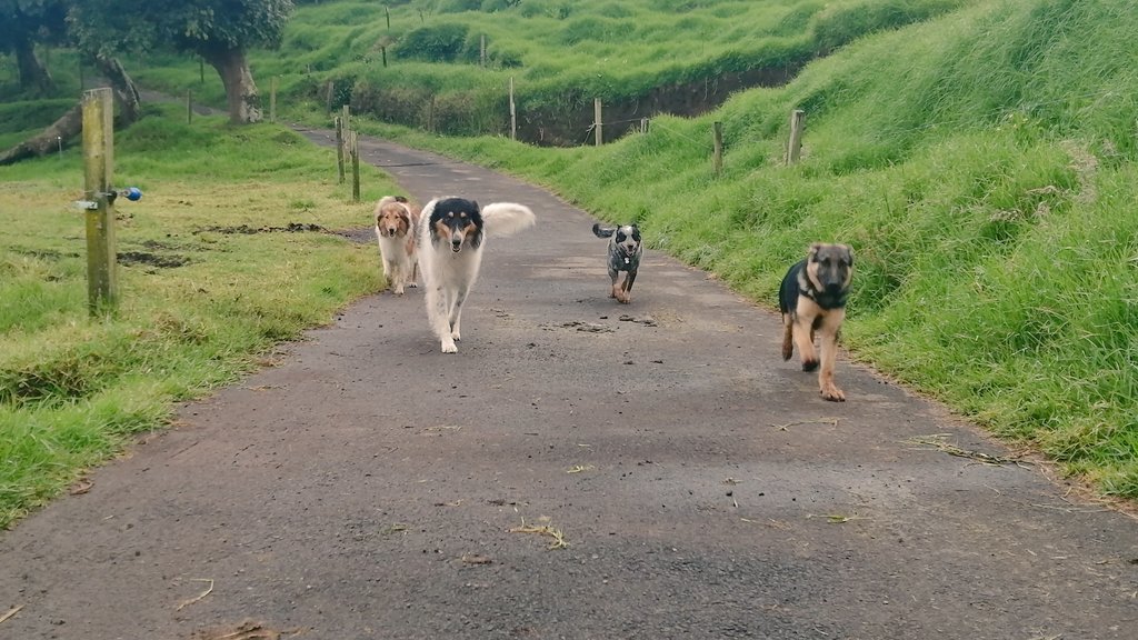 DavidBlanco_CR's tweet photo. Acá están las 4 bendiciones perrunas de @fincaelmolinocr🌱

Lazzie y Beto los #Collies
Molly la #PastoraAustraliana
Olivia la #PastoraAlemán https://t.co/bq2biTzesR