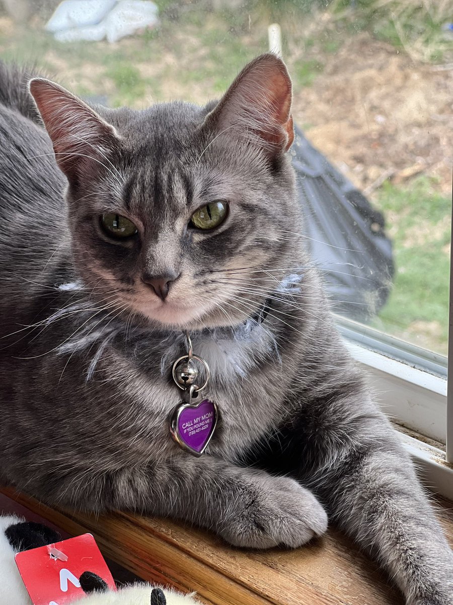 ||. Lol kitten update:)