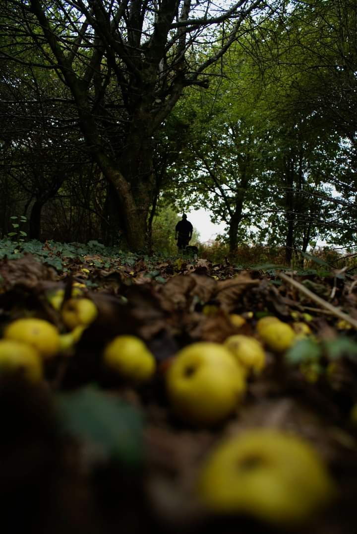 SallyMcClellan5's tweet photo. @ThePhotoHour Woods
#Devon #Plymouth #Thephotohour #StormHour #Autumn https://t.co/w0qraKe5IP