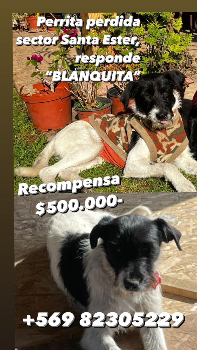 carolinapinoc's tweet photo. Atención, perrita extraviada en comuna #Colina sector #SantaEster RT xfa https://t.co/2bLrkP8S6f