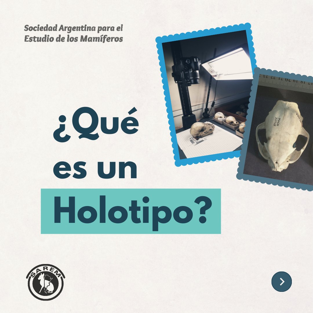 SaremMamiferos's tweet photo. ¿Sabés qué es un HOLOTIPO?
¿Sabés qué pasa cuando no se designó uno?
Todo esto y más acá 👇🏻 https://t.co/DjD20Lm5zV
