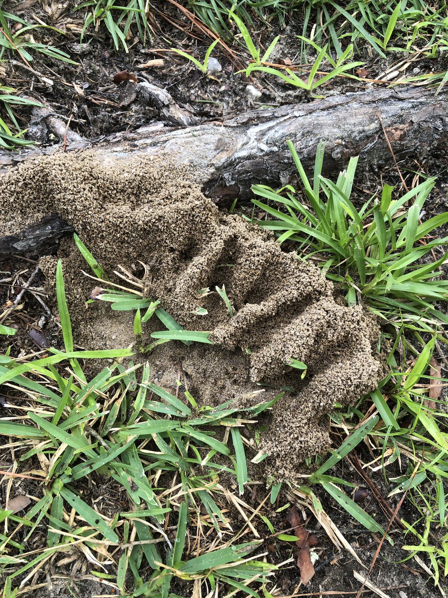 Dr E Sargent tweet media