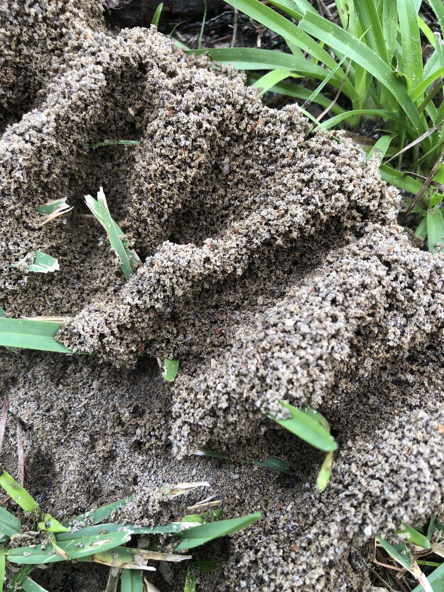 Dr E Sargent tweet media