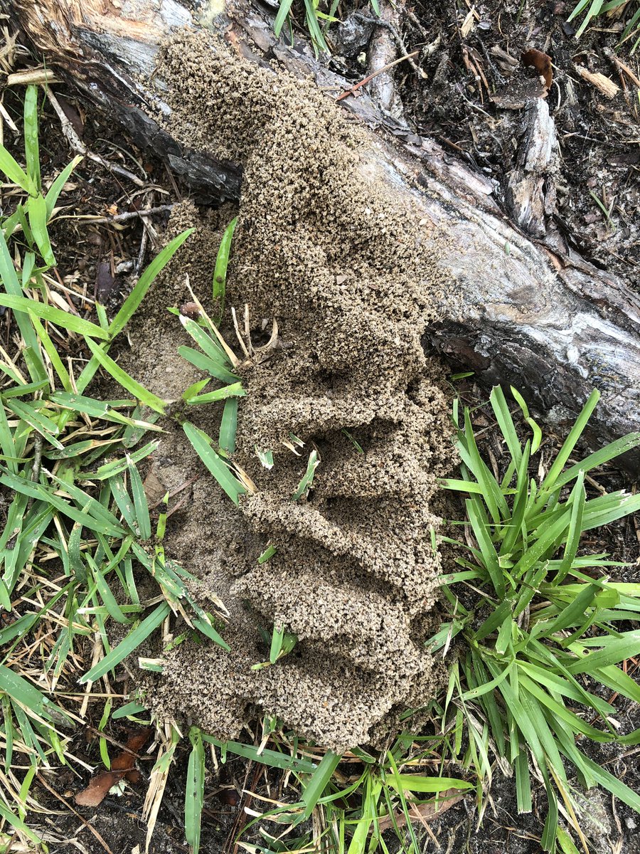 Dr E Sargent tweet media