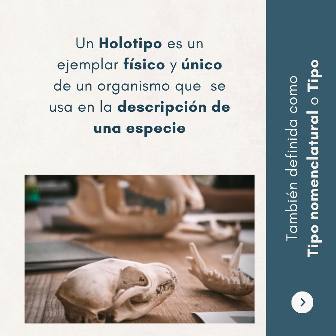 SaremMamiferos's tweet photo. ¿Sabés qué es un HOLOTIPO?
¿Sabés qué pasa cuando no se designó uno?
Todo esto y más acá 👇🏻 https://t.co/DjD20Lm5zV