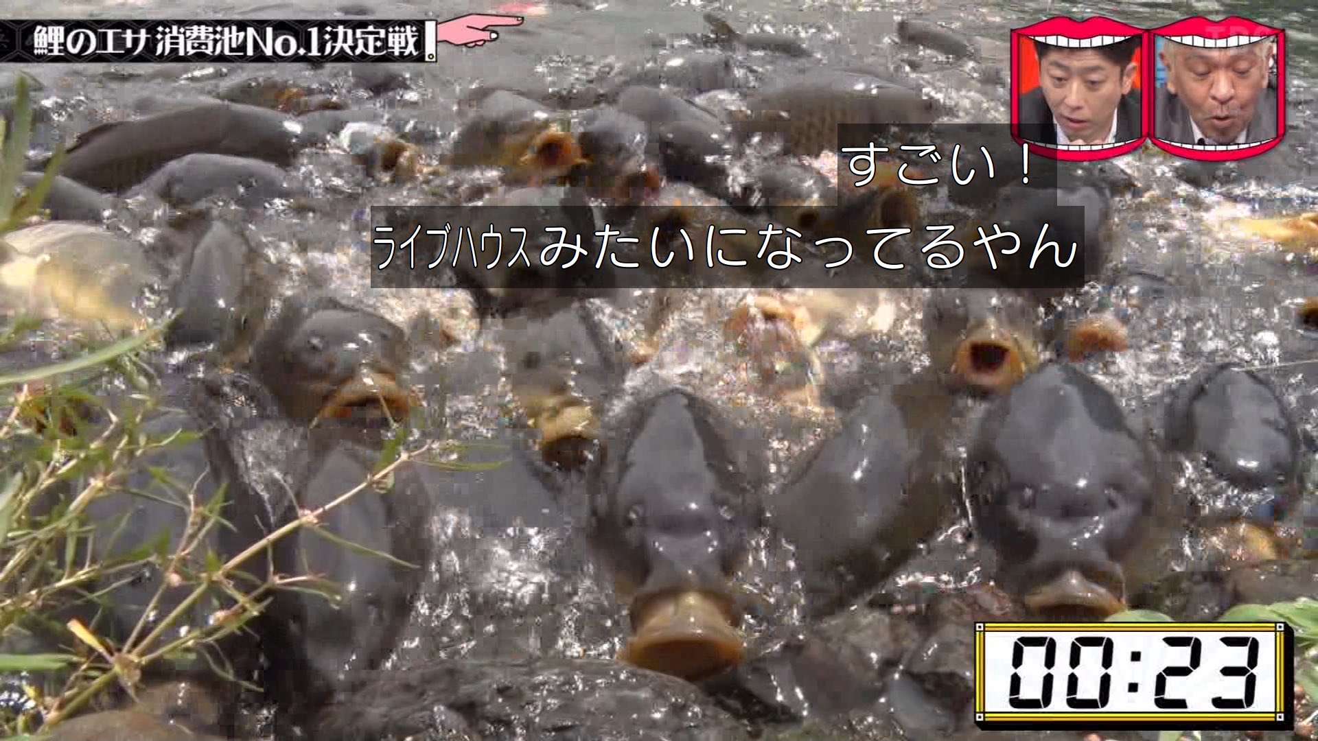 水ダウ 鯉のエサ消費池no 1になった場所はどこ 気持ち悪い と話題に テリアブログ