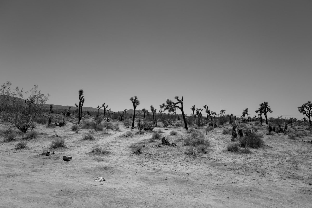 cobybull's tweet photo. Beautiful desert landscape. 
Joshua Tree📍 
-
-
-
-
-
#leicaq2
#california #joshuatree #road #nationalpark https://t.co/72KRcsYZ2E