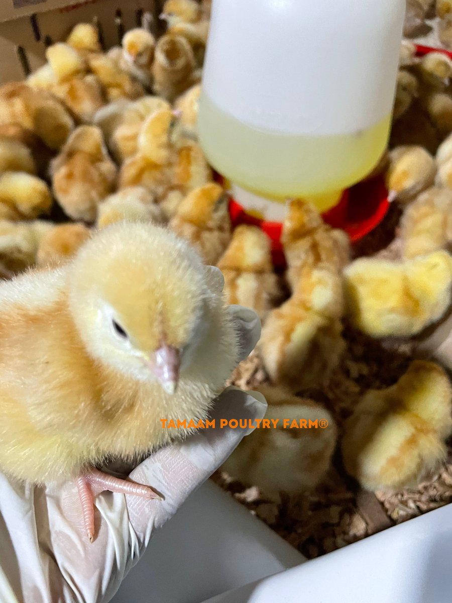 tamaampoultry's tweet photo. ComΓ¨th the day, ComΓ¨th the Chicks! π£ Alhamdulillah #4thFlock #4thBatallion #DayOldChick #Layers #Poultry. #Kenya #TamaamPoultryFarm #YourSourceOfProtein https://t.co/2mhhtFTX3J