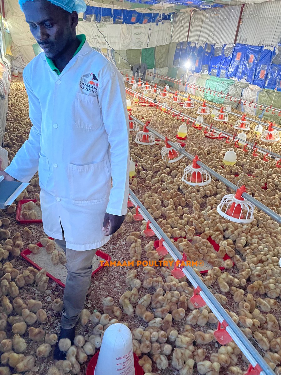 tamaampoultry's tweet photo. ComΓ¨th the day, ComΓ¨th the Chicks! π£ Alhamdulillah #4thFlock #4thBatallion #DayOldChick #Layers #Poultry. #Kenya #TamaamPoultryFarm #YourSourceOfProtein https://t.co/2mhhtFTX3J