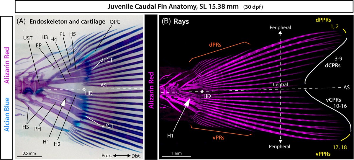 DevelopmentalDynamic tweet media