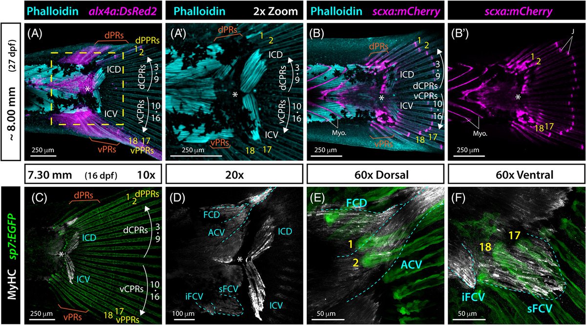 DevelopmentalDynamic (@developmentaldy) on Twitter photo The caudal fin of #teleost fishes has likely contributed to their evolutionary success by increasing maneuverability and thrust. Learn from <a href="/StankLab/">Kryn Stankunas</a> how caudal fin symmetry originates from a central organizer and sets of central and peripheral rays. doi.org/10.1002/dvdy.4… The caudal fin of #teleost fishes has likely contributed to their evolutionary success by increasing maneuverability and thrust. Learn from <a href="/StankLab/">Kryn Stankunas</a> how caudal fin symmetry originates from a central organizer and sets of central and peripheral rays. doi.org/10.1002/dvdy.4…