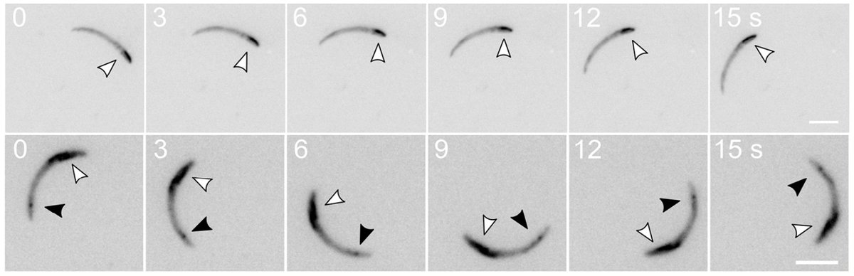 Congrats Ross + team for first PI paper @PLOSPathogens on visualizing #actin dynamics in migrating #Plasmodium #sporozoites and showing role of divergent residues in filament localization and #malaria #parasite transmission: dx.plos.org/10.1371/journa…