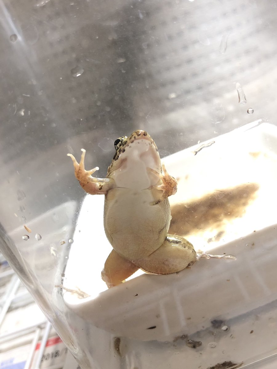 ヌマガエルとはどんな生き物なのか 飼育に必要なものを紹介 両生類の種類について知りたいならあにまろ る