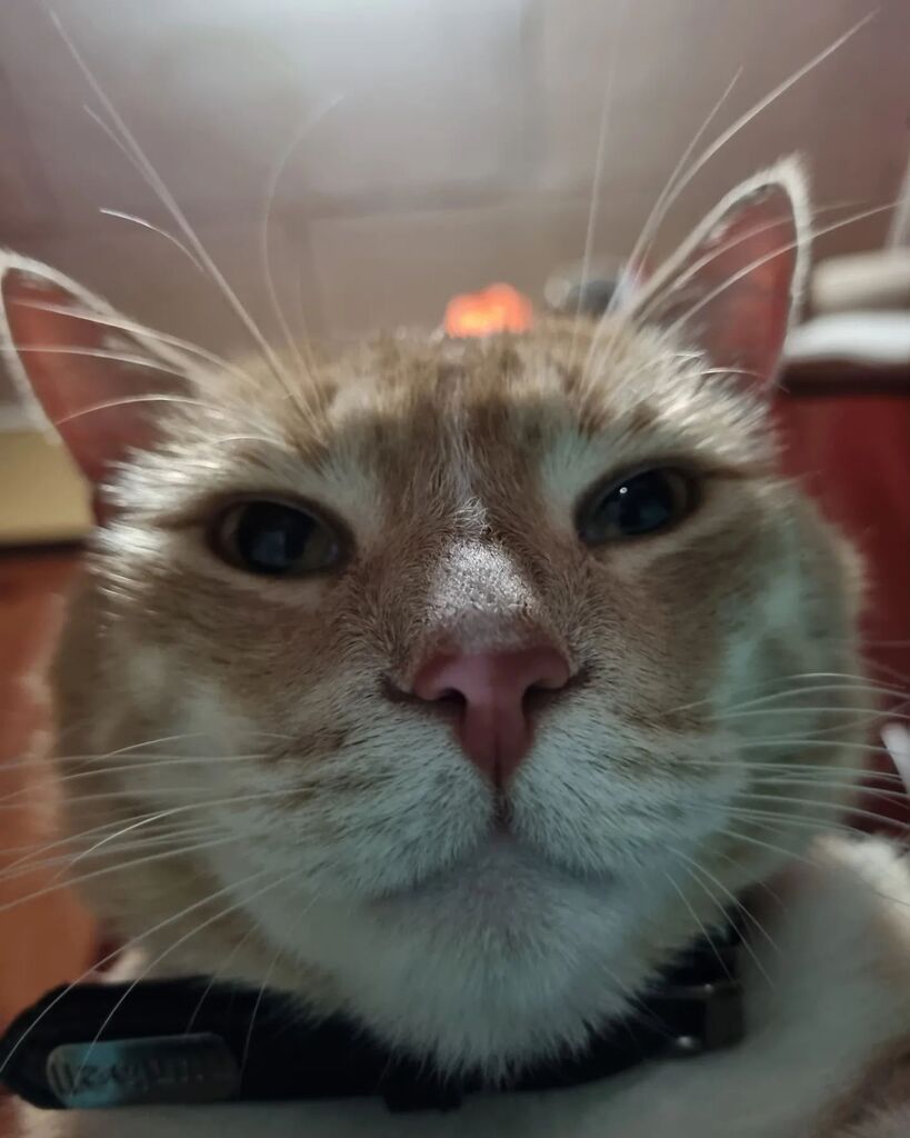 ChaiCatCR's tweet photo. Selfie de señor 🤳🏼 🐯

#ChaiCatCR #GoldenCats #BigCats #Tigers #BigCatsOfInstagram #gatosgordos #gatosgigantes #gatos #gatosdorados #Gatosnaranja #orangecats #chaicats #orange #Gaticos #GatosdeCostaRica #GatosCR #GatosCriollo… https://t.co/leZna7YLF5 https://t.co/FRFEVMXai2