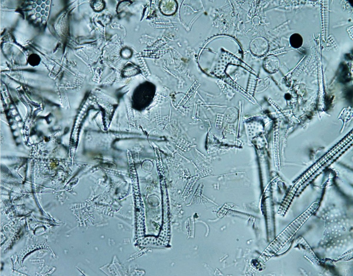 SchererReed's tweet photo. Looking at a small bit of the amazing #PETM record from #IODP #exp396 at #CBEP @marum_de @TheJR  @GCR_IODP #diatoms https://t.co/Y4HtlAVTrY