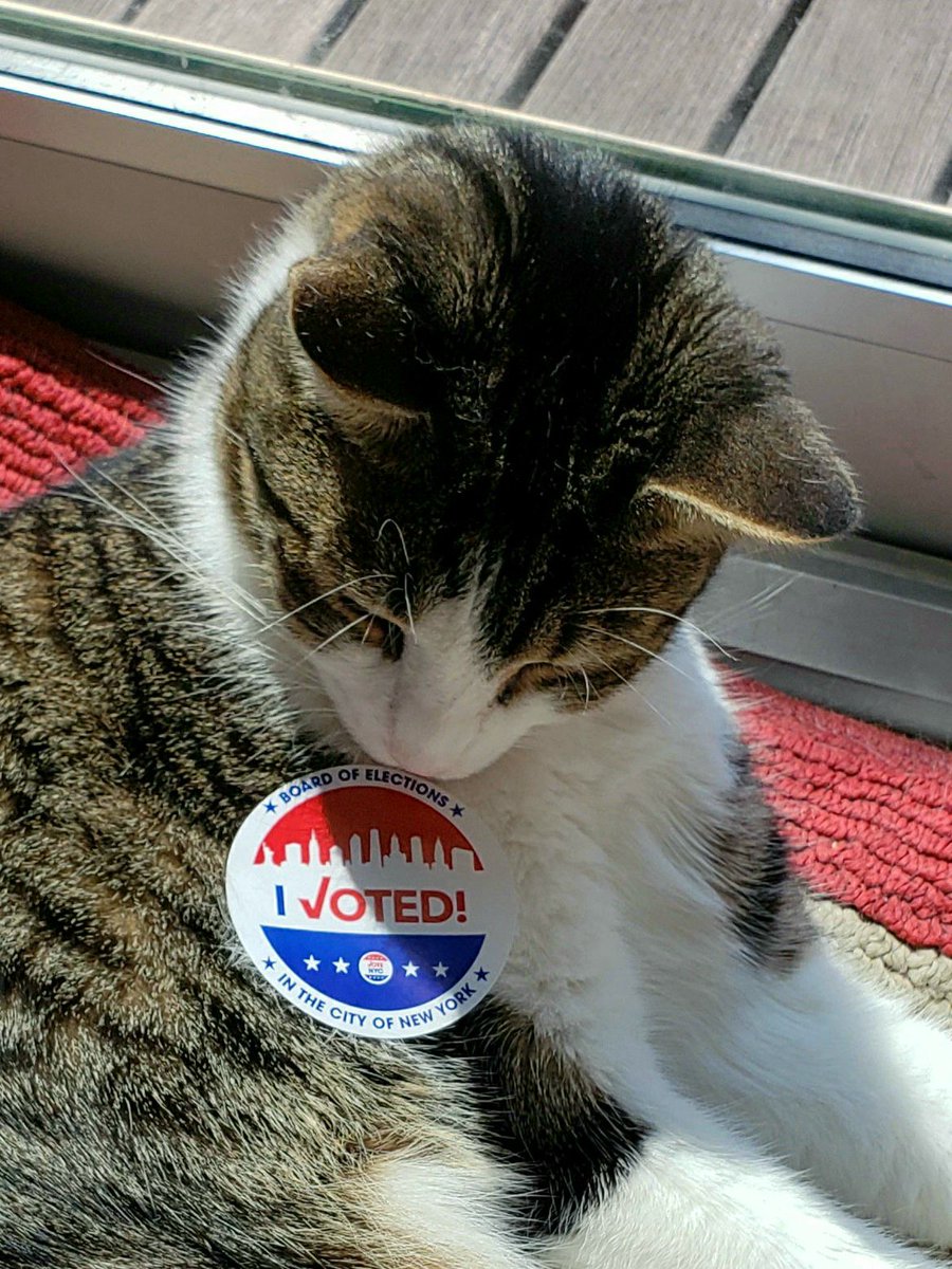 hannahgreene916's tweet photo. A purr-oud civic boy. Meow is the time for progressive change! #ImWithFur https://t.co/QtwhZ6orBl
