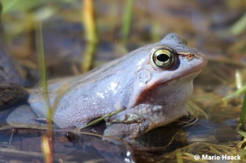 Agrarlandschaften sind wichtige Lebensräume für Amphibien 🐸 Landwirt Christian Ringenberg möchte Schutzinseln für Moorfrösche &amp; andere Amphibien erhalten. Auch Insekten 🐝 &amp; seltene Ackerwildkräuter 🌿 profitieren. Unterstützt auch ihr das Projekt 👉  agora-natura.de/produkt/moorfr…