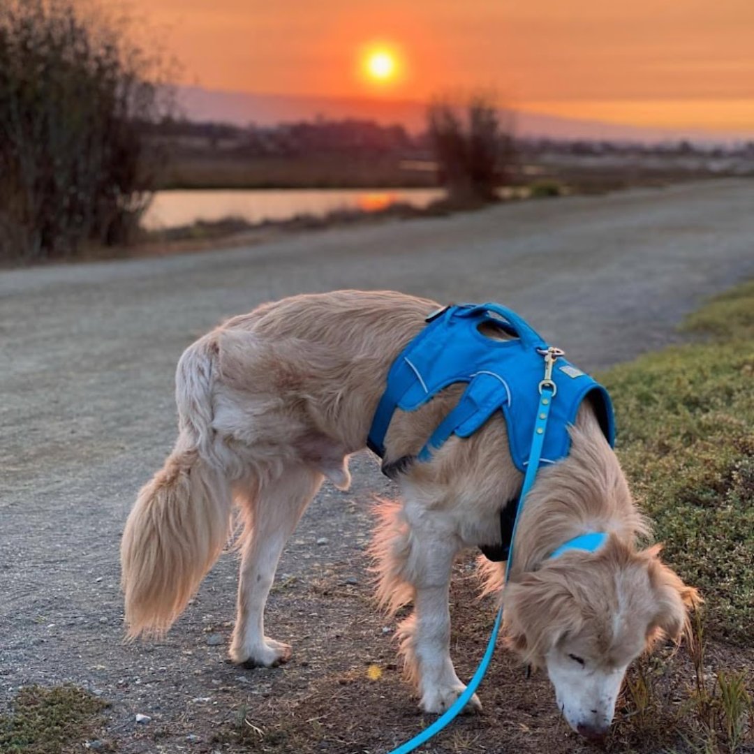 hightailhikes's tweet photo. When you walk your dog, do you let them sniff freely? Here are seven reasons to let your dog sniff on walks: 
https://t.co/V9DtY8yhbu https://t.co/bGkOtH3jJV