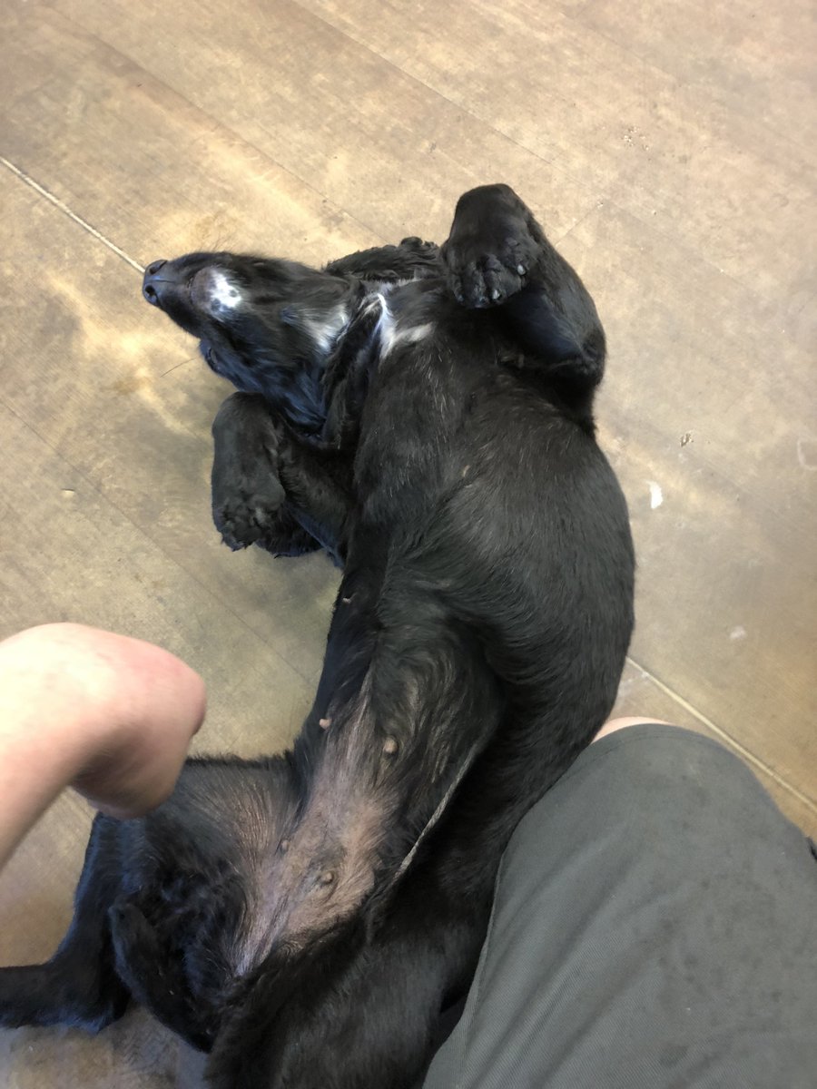 ReubenTheGuy's tweet photo. Today I went a few doors down the road to drop some things off for work and they had a puppy!! Very friendly pup 10/10 would give belly rubs again #dogsoftwitter https://t.co/XrIOloCOPt