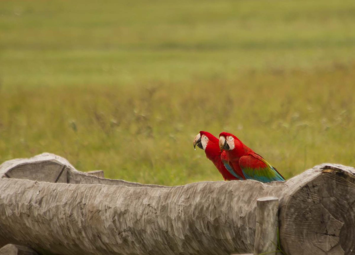 #birdbot