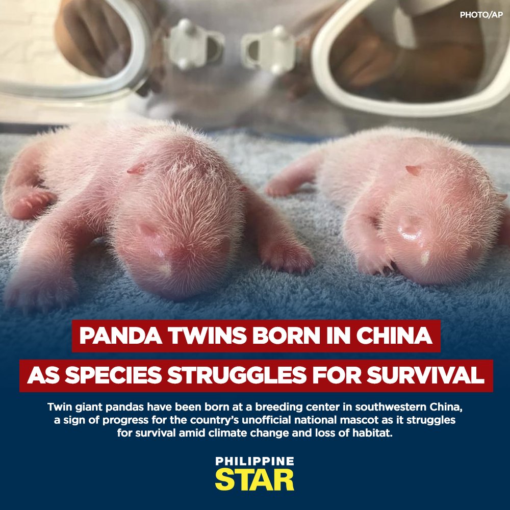 The Philippine Star on Twitter: "The male and female cubs, born Tuesday