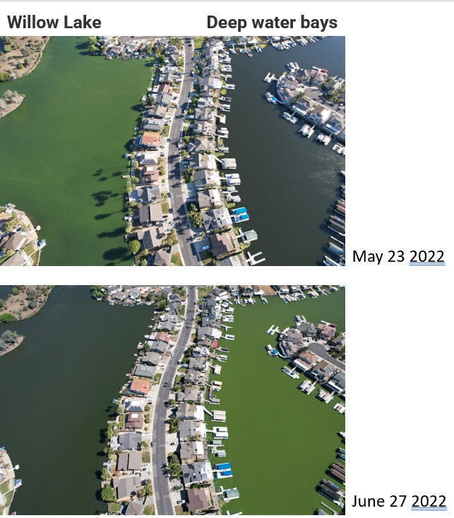 bluegreenwatert's tweet photo. See these amazing remediation results of toxic algae blooms in Discovery Bay! The left side shows Willow Lake choked with #bluegreenalgae in May, then clean in June after treatment. The right is an example of what happens when a water body is left untreated! #MakingWaterSafe https://t.co/NP329aWe68