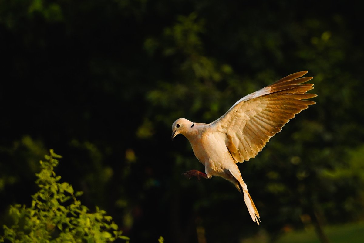 priyanshd2's tweet photo. Good evening Twitter folks. 
Hear is #Eurasian_collared dove to make your day better. 
#IndiAves 
#birdphotography
#NaturePhotography #BBCWildlifePOTD #TwitterNatureCommunity
@Avibase
 @theuncommonbox https://t.co/0f9ac8AzTR