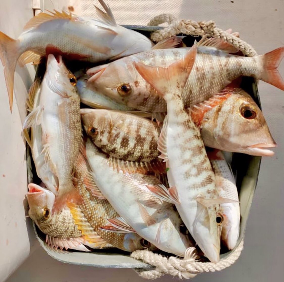 DubaifishingTrp's tweet photo. Dubai📍Fishing🎣Trip
𝗖𝗮𝗹𝗹 𝗻𝗼𝘄 &amp; 𝗴𝗲𝘁 𝘆𝗼𝘂𝗿 𝗼𝗳𝗳𝗲𝗿
☎️+971563729777
https://t.co/VrUpRjtDsz
dubai fishing trip-fishing trip in dubai-dubai fishing trips-trips in dubai for fishing-fish in dubai-fishing in dubai-fishing uae-deep sea fishing-fishing boats-fishing boat https://t.co/lgRxxqia2k
