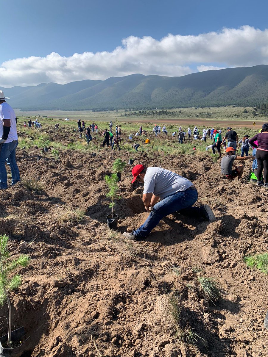 Félicitations à Cossete Alondra une volontaire environnementaliste  depuis Saltillo,  une ville du nord du Mexique, capitale de l'État de Coahuila d'avoir organisé une activité de reboisement. 

Ensemble pour une planète verte ! 
#ClimateEmergency 
#développementdurable 
<a href="/CCNUCC/">ONU Climat</a>