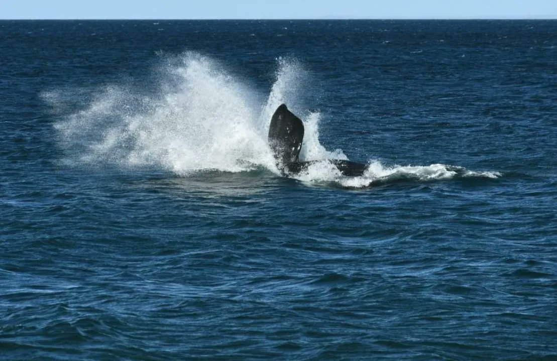 rionegrocomar's tweet photo. 🐳 #QueEspectaculo
📸 "Tengo suerte de vivir acá". Fotero Patagonico no deja de decirlo. Y es que cada vez que sale con su cámara logra sorprenderse; esta vez con el espectáculo de una ballena y su cría.
Mirá 👇👉 https://t.co/8vRGeusMVQ https://t.co/TF9z6T8RLz
