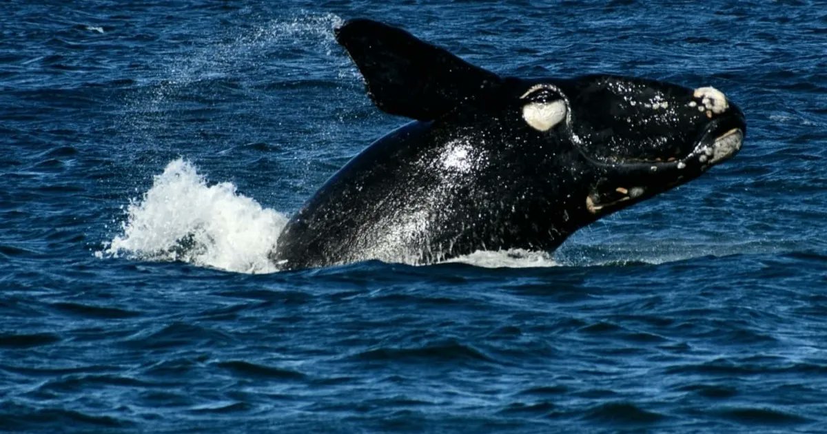 rionegrocomar's tweet photo. 🐳 #QueEspectaculo
📸 "Tengo suerte de vivir acá". Fotero Patagonico no deja de decirlo. Y es que cada vez que sale con su cámara logra sorprenderse; esta vez con el espectáculo de una ballena y su cría.
Mirá 👇👉 https://t.co/8vRGeusMVQ https://t.co/TF9z6T8RLz