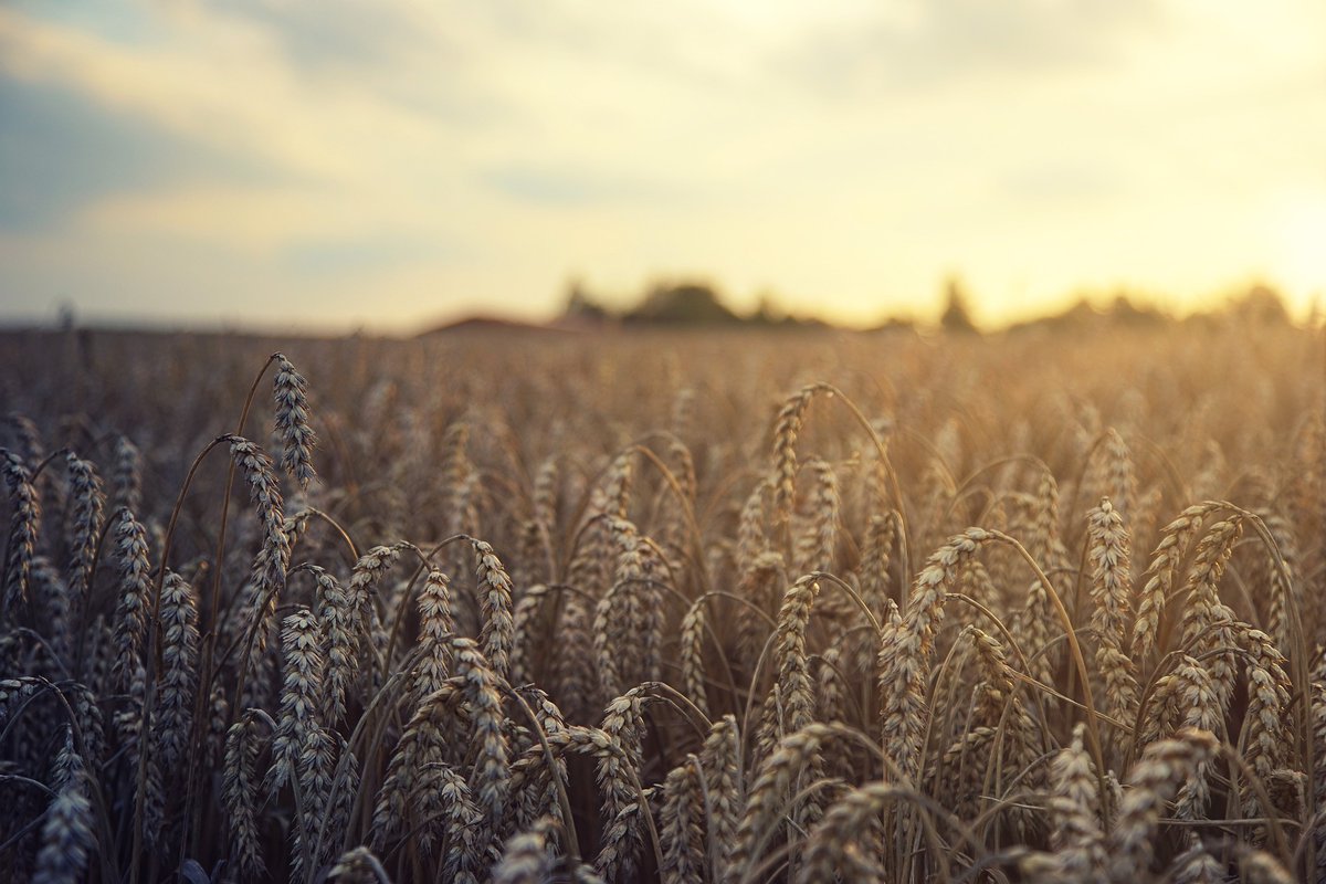 redmaynebentley's tweet photo. Changes in climate, demography, and energy markets all present the need for significant long-term adaptation by companies, governments, and investors. Our article explores global food shortages and some of the reasons behind this https://t.co/Yf5LhCMURS #Investing #Investment https://t.co/mRSatls4Fe