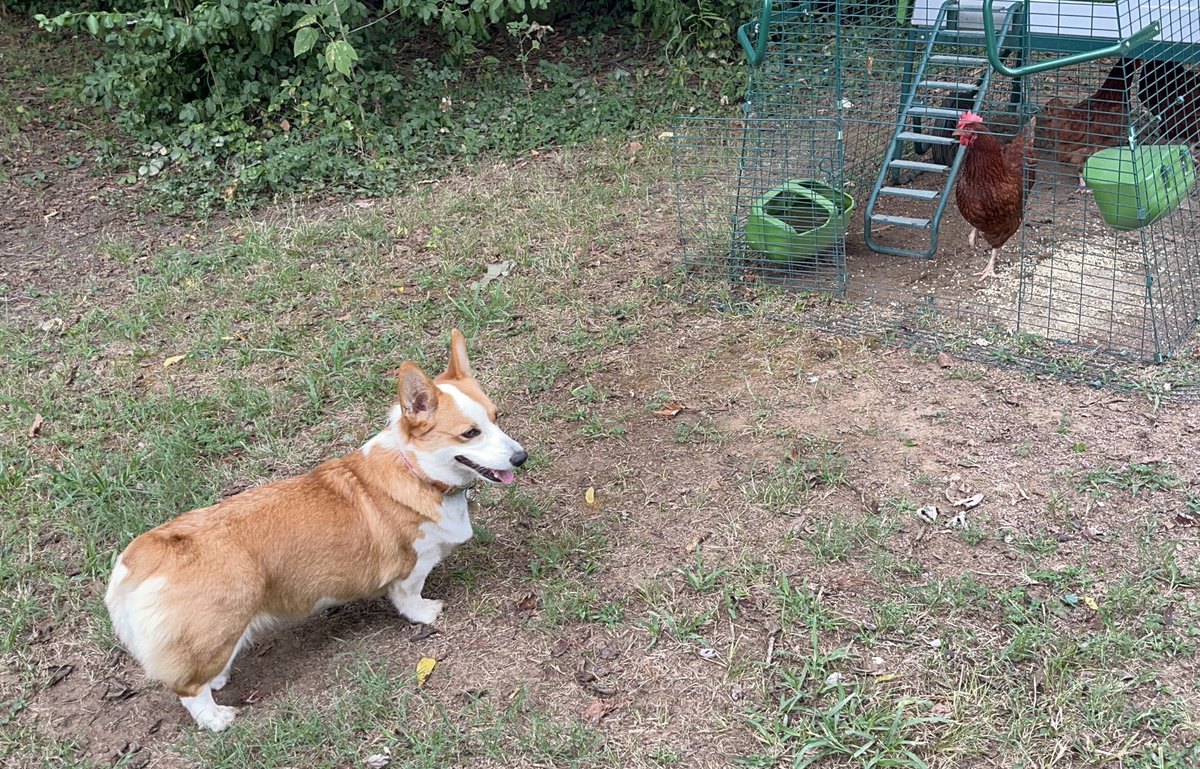 On Chicken Patrol #Corgi #CorgiCrew