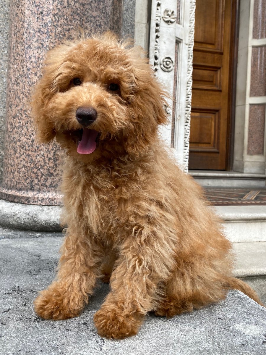 Common Collective tweet media