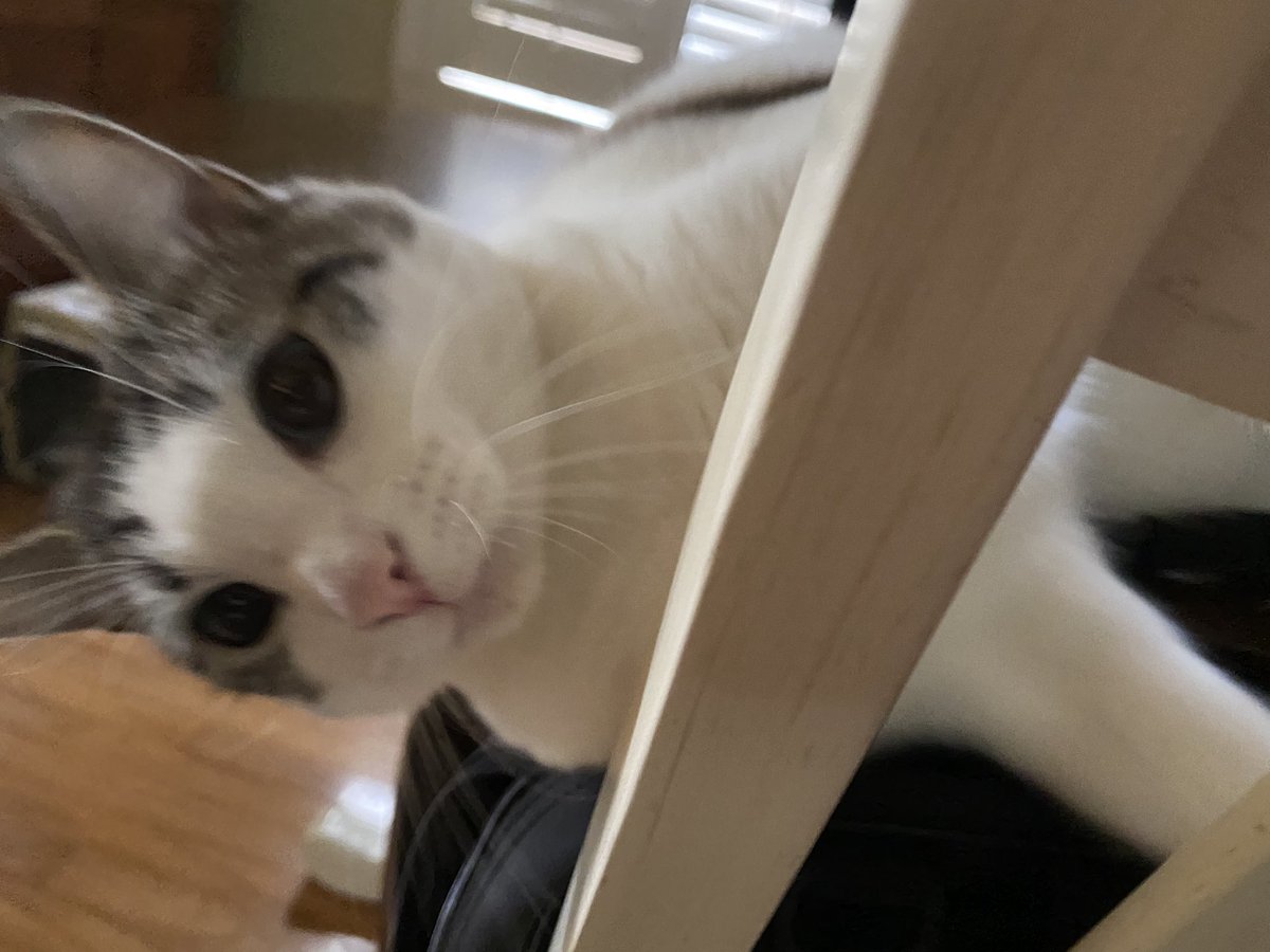 possum_cat's tweet photo. Dad’s working from home today and that’s got me a little crazy. #CatsofTwittter #Cats #WackyWednesday https://t.co/hVCGlz2n4i